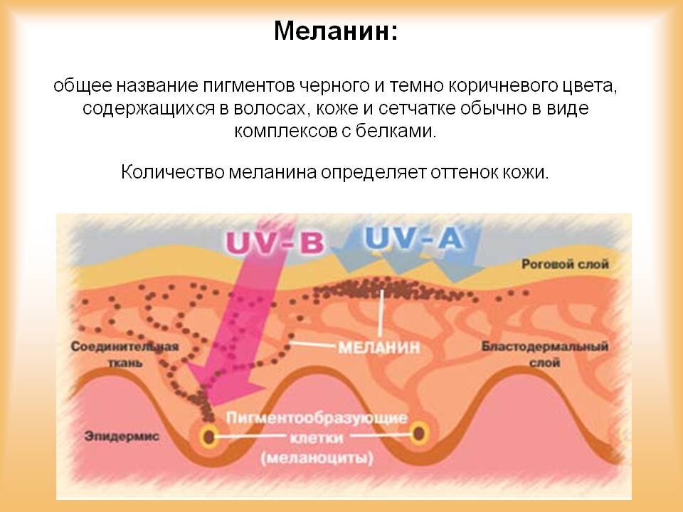 Где образуются вещества смазывающие волосы человека на картинке