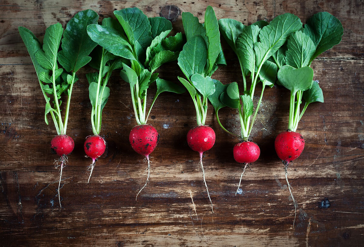 Успейте посадить уже сейчас, чтобы пораньше сделать окрошку.