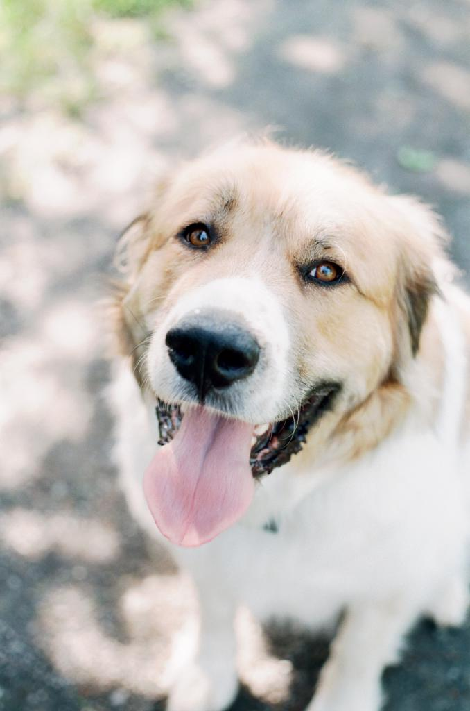 Puppy mill. Ирина тиховская приют для собак. Некуда деть собаку. Путешествие с собакой. Куда деть собаку если она не нужна омск.