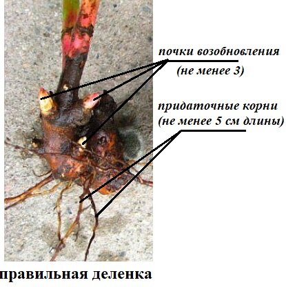 Схема 1. Правильное деление куста при посадке и пересадке.