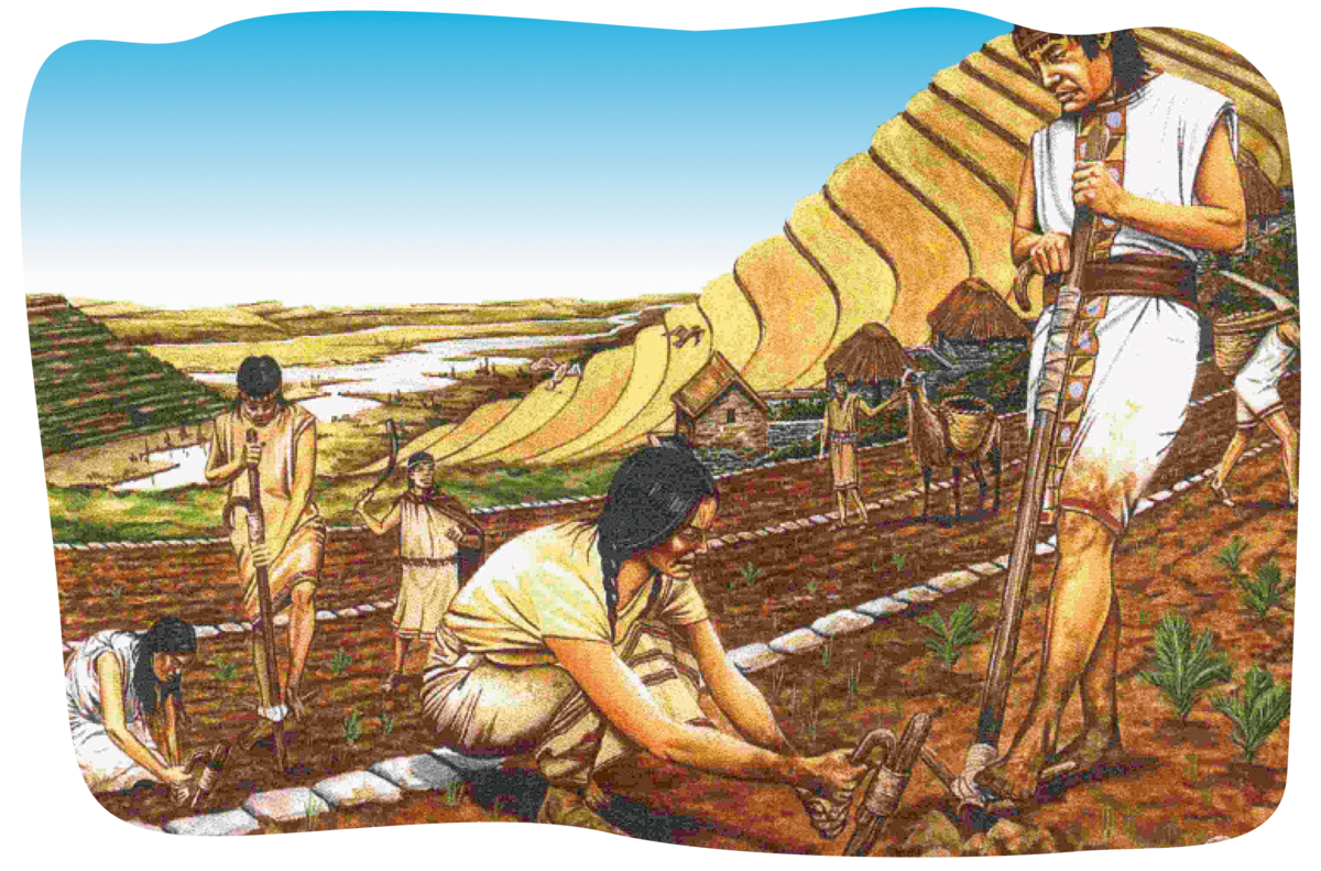 Сельское хозяйство и промыслы. Майя Ацтеки инки земледелие. Империя инков сельское хозяйство. Земледелие индейцев Северной Америки. Хозяйство Америки земледелие индейцы.