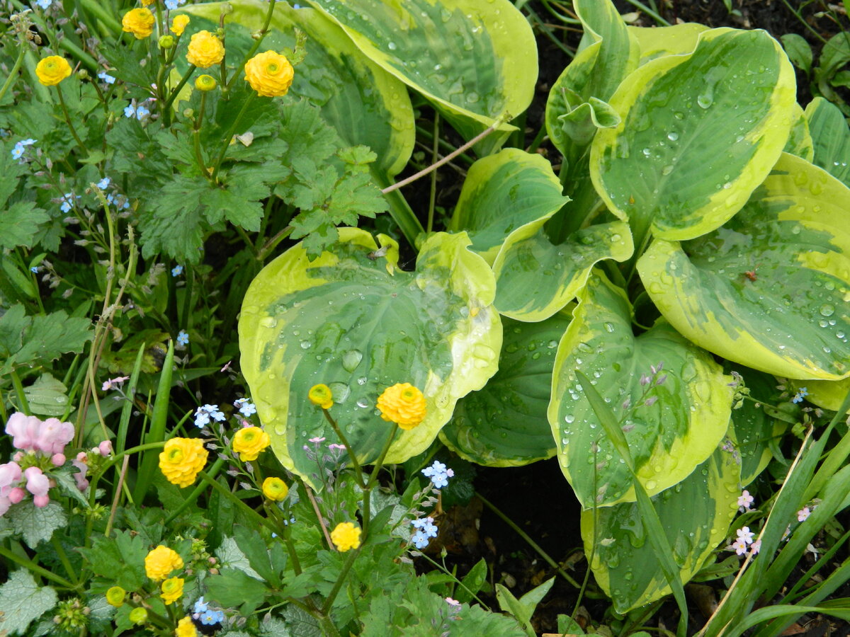 Хоста и лютики