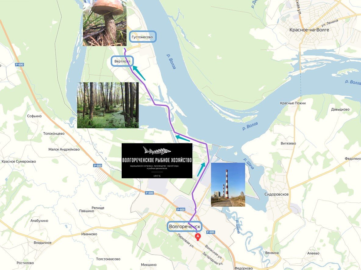 Кострома густомесово