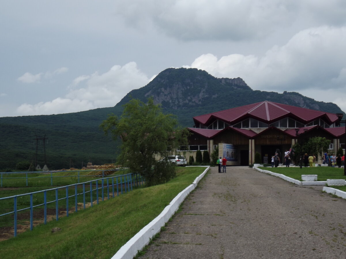 Терский конезавод Ставропольский край. Конный завод Кавказ Курганинск. Терский конезавод Пятигорск.