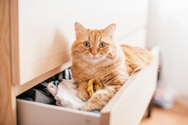 https://ru.freepik.com/premium-photo/a-red-beautuful-cat-lies-in-a-chest-of-drawers-on-clothes-at-home-and-looks-at-the-camera_5489058.htm