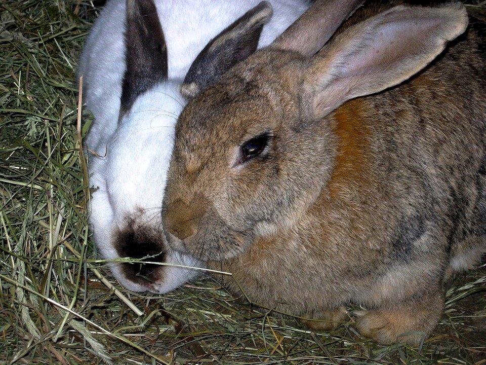 https://pixabay.com/photos/rabbit-animals-nature-hay-1644601/