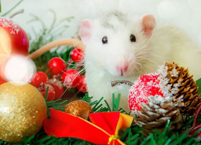 2020 год открывает двенадцатилетний цикл восточного календаря. Именно крыса первым предстала перед Буддой и удостоилась чести открывать календарь. На востоке крыса является символом богатства, чистоты, благосостояния и добропорядочности. Поэтому в один голос астрологи прогнозируют успех во всех делах и начинаниях. А как встретить год белой крысы – читайте ниже.