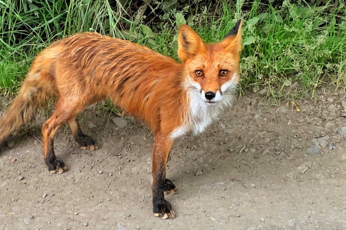 Лисы бродят... 