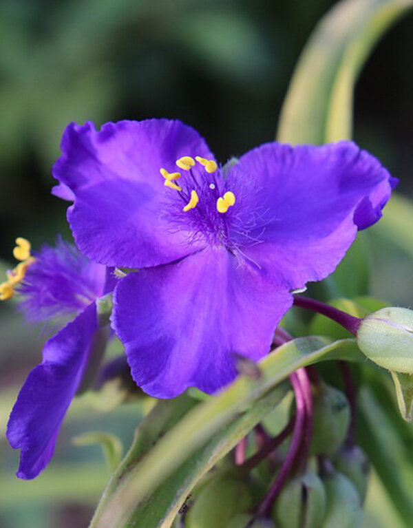 Источник: https://cdn.pixabay.com/photo/2019/09/18/13/50/tradescantia-4486739_960_720.jpg