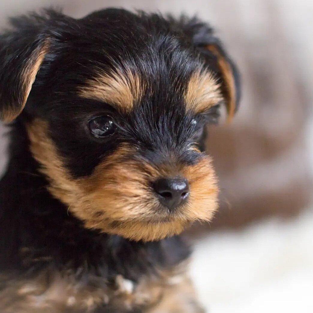 Зоомагазин в ТЦ Дилижанс и зоомагазин в ТЦ Рябинушка предлагают к продаже щенков Йокширского терьера.
Все щенки миники. 
Гарантия 200 процентов по качеству и здоровью и размеру.
Все щенки из питомника zoopark333.
Цена щенка от 15000 руб.
Приходите. Покупайте.
The pet shop in the shopping center Stagecoach and the pet shop in the shopping center Ryabinushka offer puppies of the Yokshire Terrier for sale.
 All puppies are minicars.
 200 percent guarantee on quality and health and size.
 All puppies from the kennel zoopark333.
 The price of a puppy is from 15,000 rubles.
 Come.  Buy it.