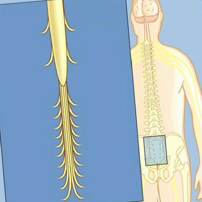 [caption id="attachment_1592" align="aligncenter" width="655"] Внешний вид пучка нервных окончаний[/caption]