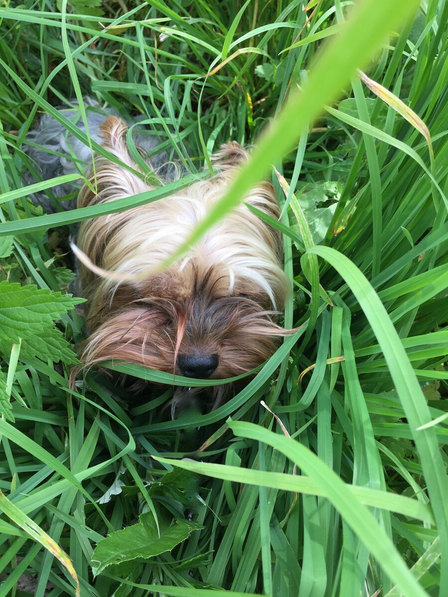  Тимофей Петрович