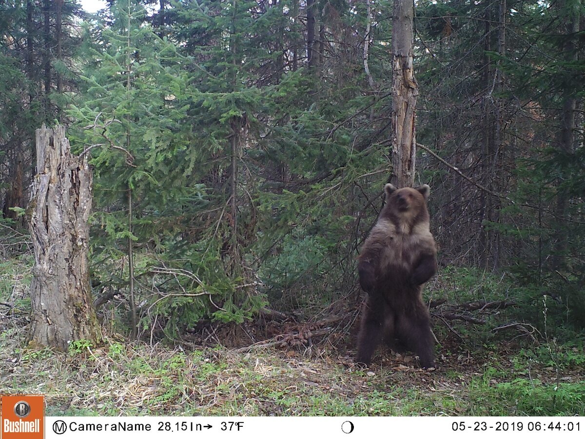 Фото: пресс-служба заповедника «Столбы»
