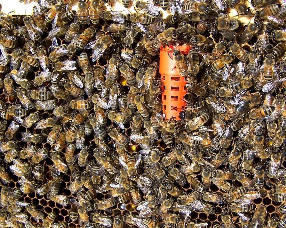 Матка пчелы. Как распознать матку. Как распознать матку. Как найти матку в улье начинающему пчеловоду. Муравьи солдаты лазиус нигер.