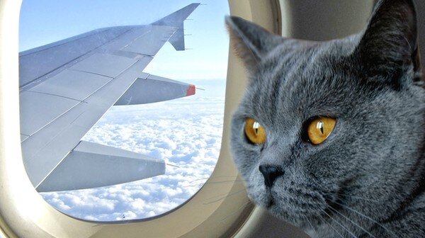 Почему толстого кота нельзя брать в салон самолёта? Или все-таки можно? Спросил у знакомого пилота