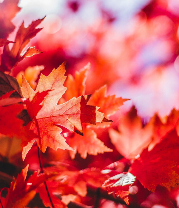https://pixabay.com/ru/photos/%D0%BA%D0%BB%D0%B5%D0%BD%D0%BE%D0%B2%D1%8B%D0%B9-%D0%BB%D0%B8%D1%81%D1%82-%D0%BB%D0%B8%D1%81%D1%82%D1%8C%D1%8F-%D0%BB%D0%B8%D1%81%D1%82-%D0%BA%D1%80%D0%B0%D1%81%D0%BD%D1%8B%D0%B9-1209695/