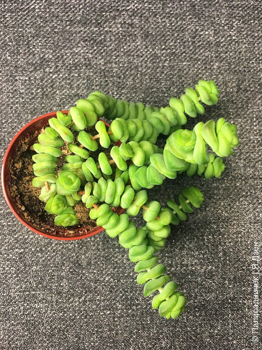 Вид сверху.