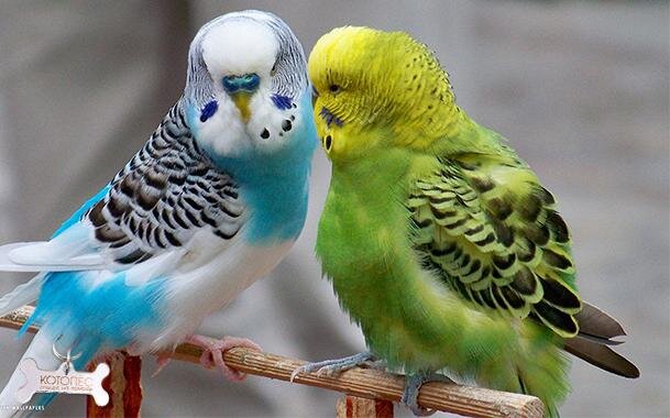 Приветствую, друг! На первый взгляд кажется, что разведение попугов - наитупейшая идея, с которой ничего не возьмешь. А *** там плавал. Давай разбираться. 