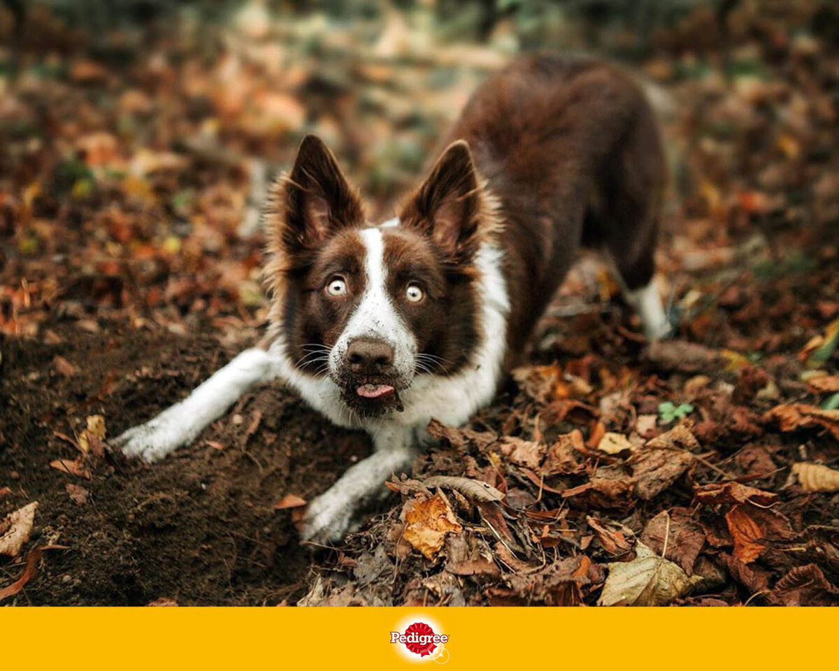 Очистите лапы собаки после каждой прогулки.