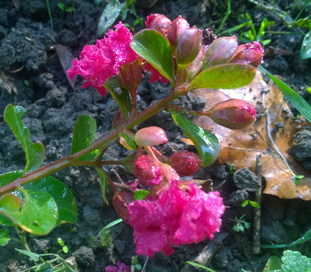 Сирийская сирень