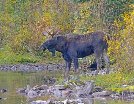 Фото ru. depositphotos. com.  Своих фото пока нет. Не знаю ночью он бегает по лесу, или нет?