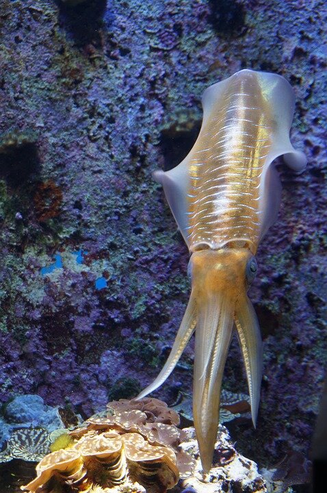 https://cdn.pixabay.com/photo/2016/07/30/07/19/squid-1556512_960_720.jpg