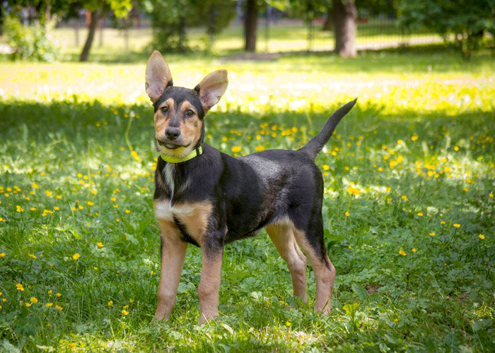 Саманта. на передержке