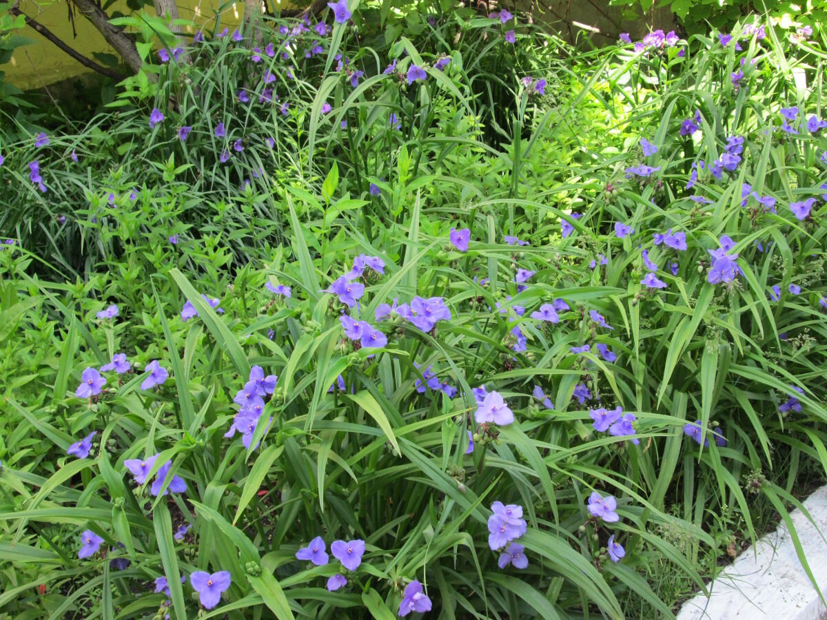 Традесканция многолетняя садовая фото. Традесканция виргинская Tradescantia virginiana. Традесканция Арендса. Традесканция виргинская Садовая. Традесканция Садовая синяя.