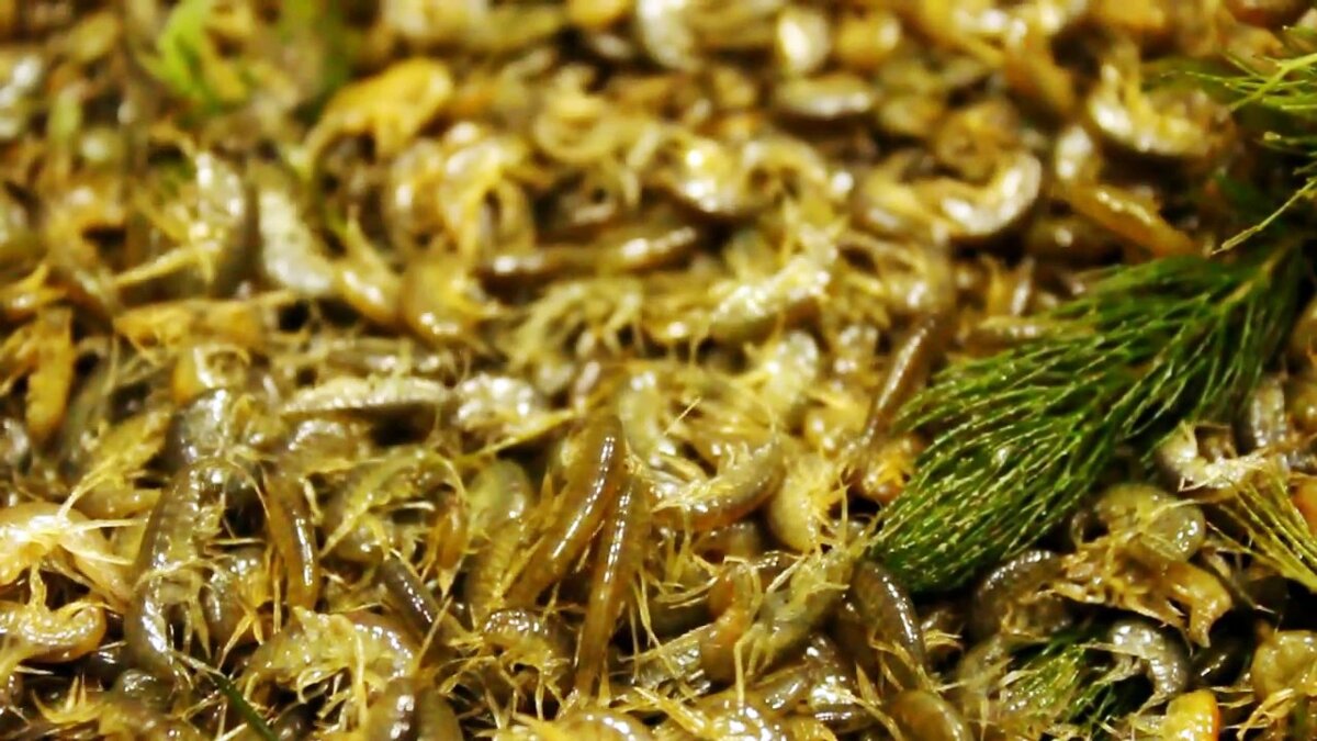 Живой мормыш