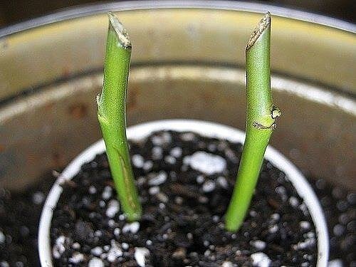 Источник: Яндекс.Картинки 