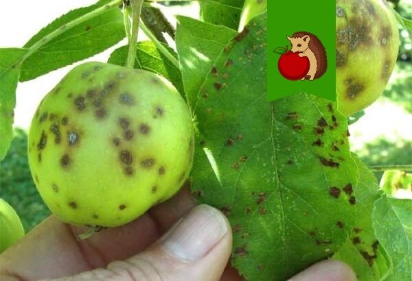 Эффективная весенняя борьба с паршей: что сделать, чтобы грибок не завоевал яблоню