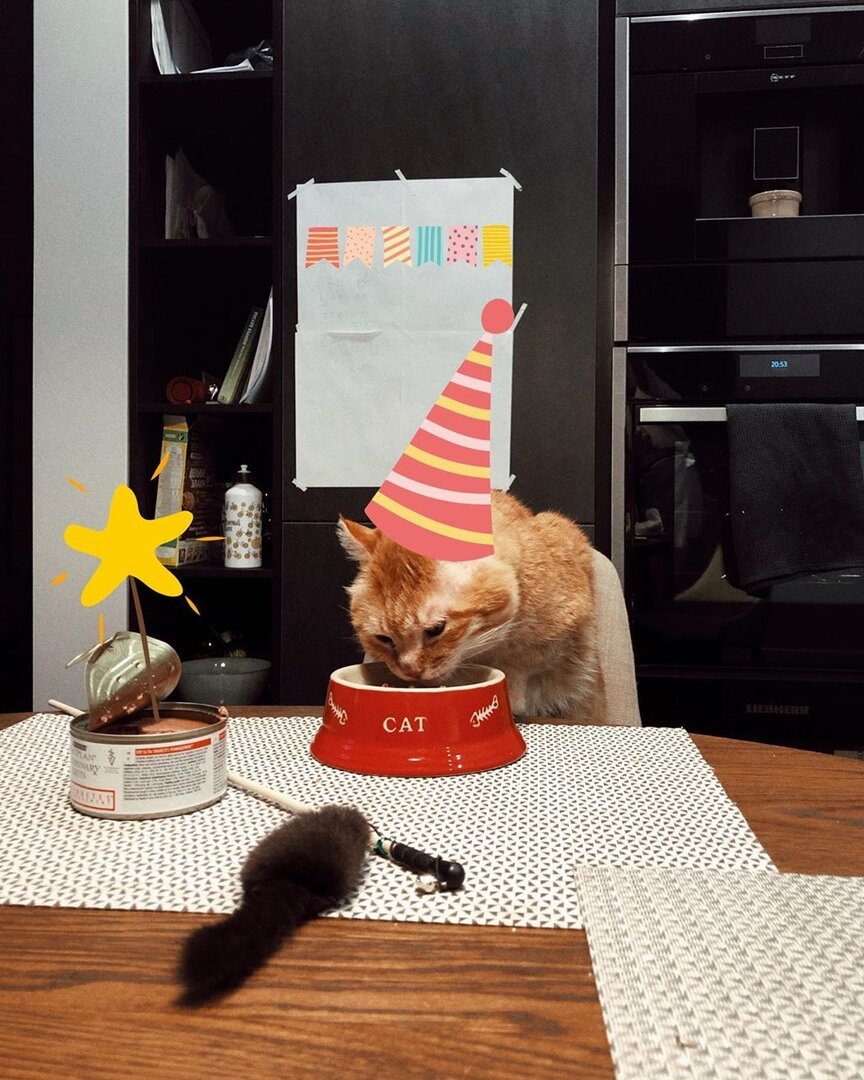 Двадцатый привет из дома передает очень-очень любимый котик Бадди, который уехал из приюта домой 12 ноября 2017 года 