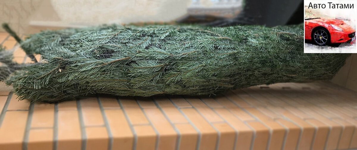 Моя Пихта, после покупки.