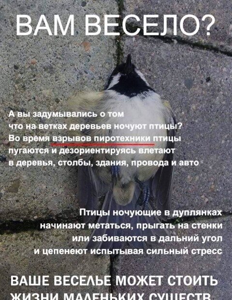 картинка из интернета".