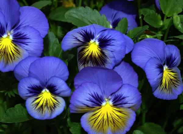 Фотогалерея: Великолепные Анютины глазки