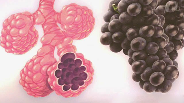 Фрукты похожи на органы. Фрукты похожие на органы человека. Фрукты и овощи похожие на органы человека. Виноград и легкие. Орган похожий на виноград.