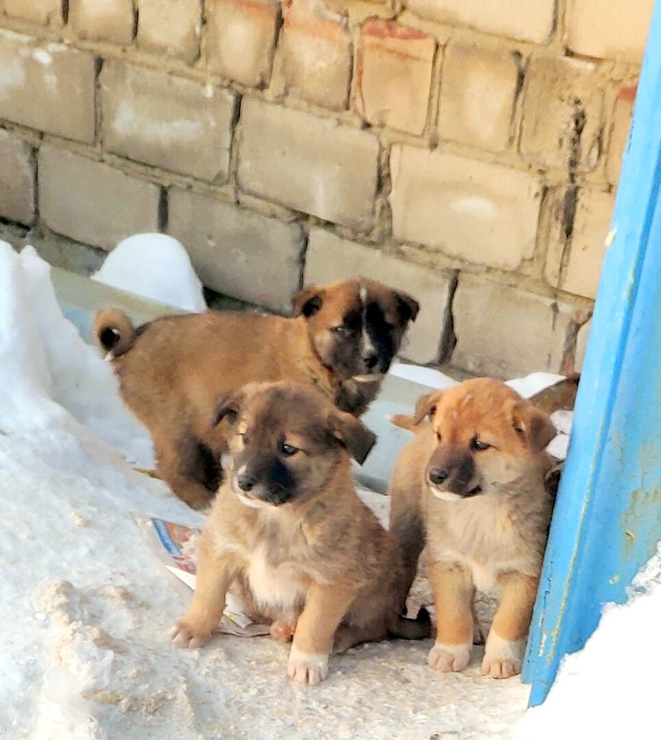 Спасти нельзя бросить | Джим ЧУСОВОЙ | Дзен