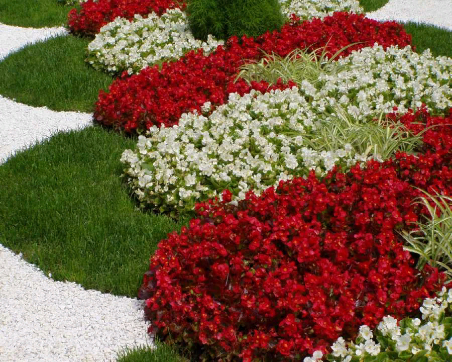 Бегония вечноцветущая