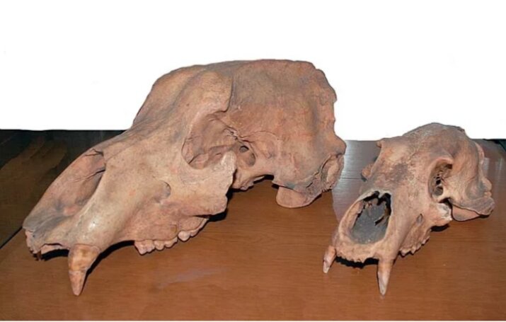 Черепа медведей