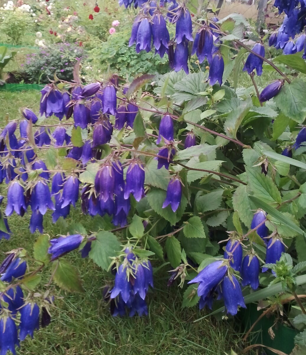 Колокольчик  Sarastro, фото автора