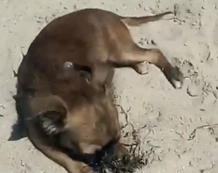 Этим  летом