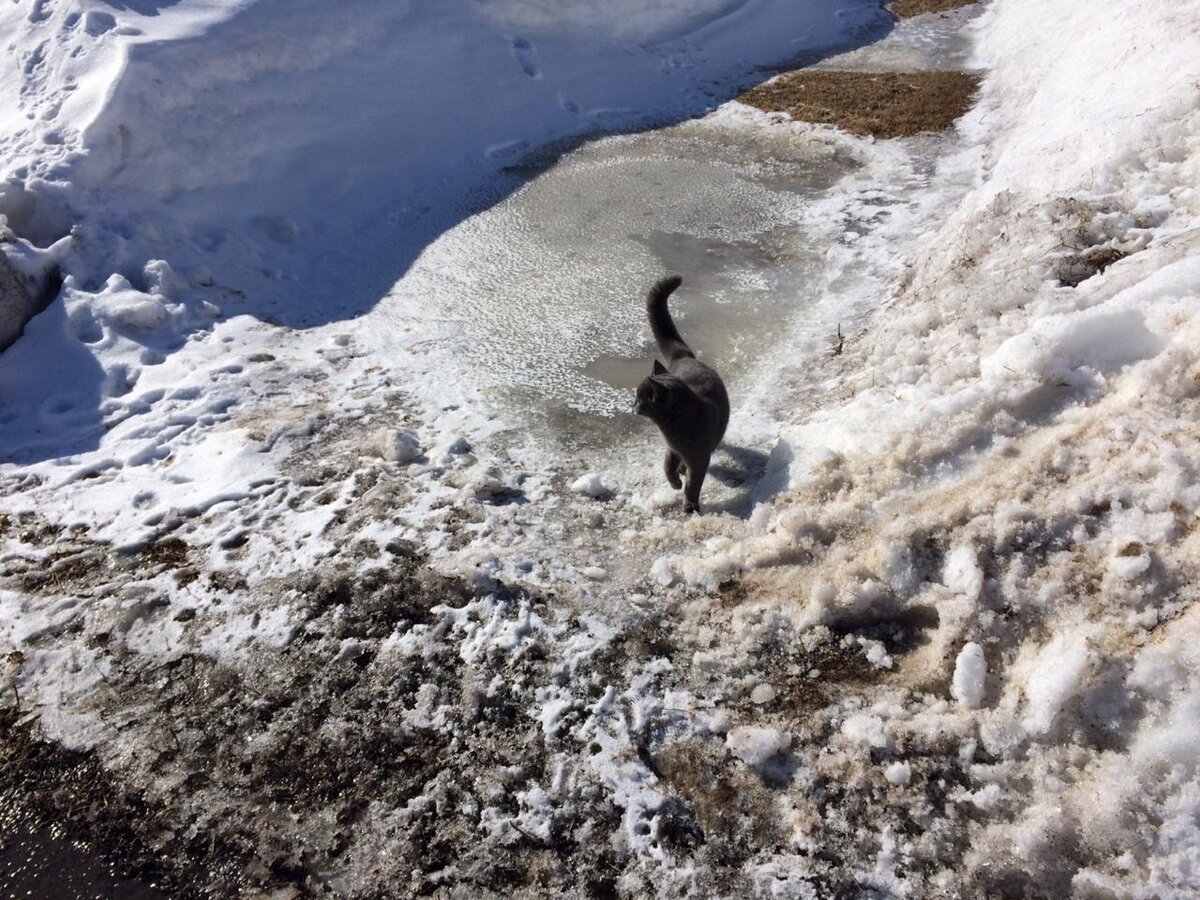 Дуся гуляет по оттаивающей дороге. Фото автора