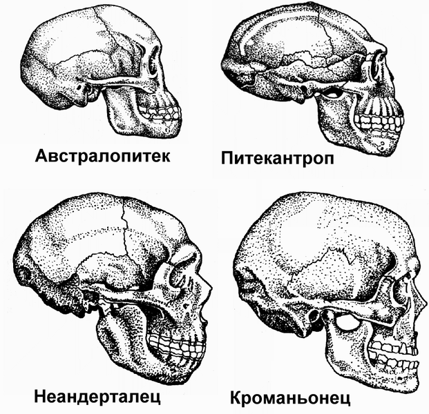 Объем мозга питекантропа. Эволюция человека неандерталец кроманьонец. Череп кроманьонца и современного человека. Череп австралопитека и неандертальца. Австралопитек питекантроп неандерталец кроманьонец.