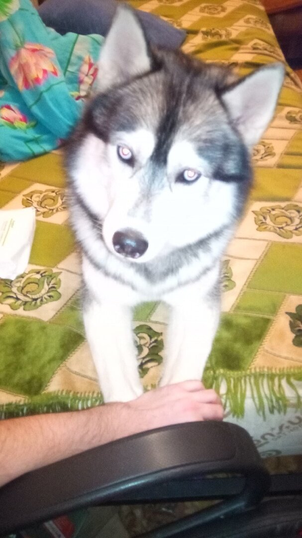 Мой пёс Бэст. Порода "Сибирский хаски"