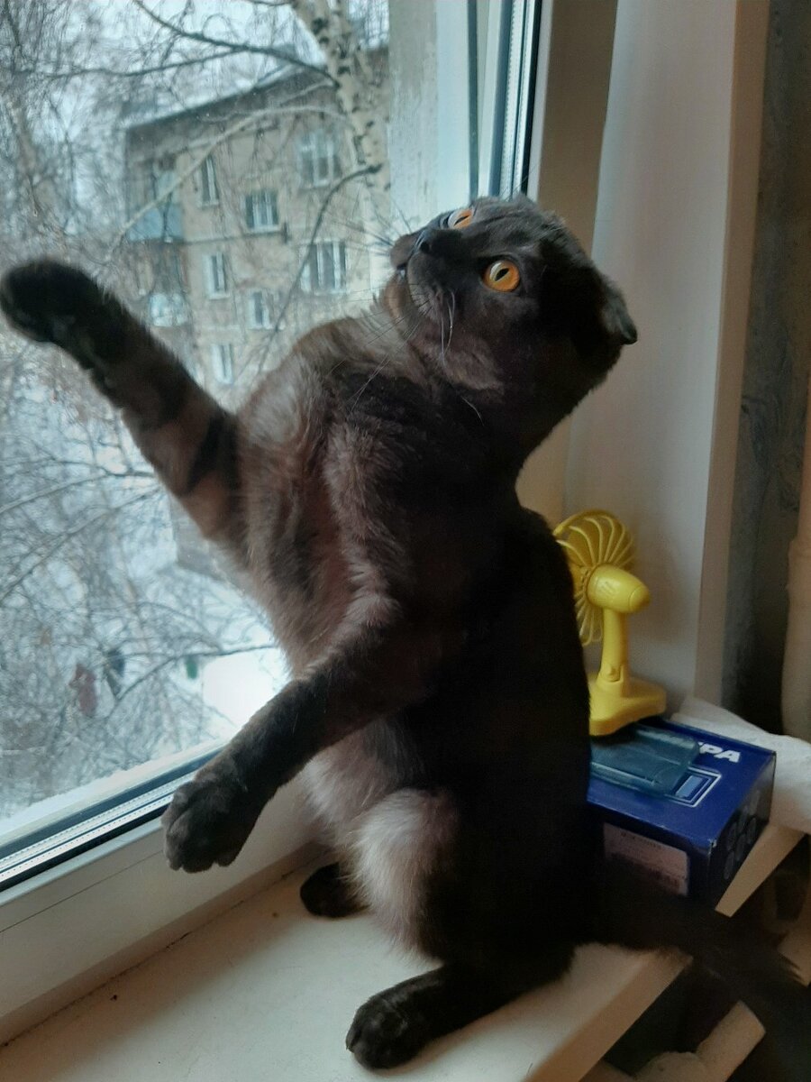 шотландский вислоухий 