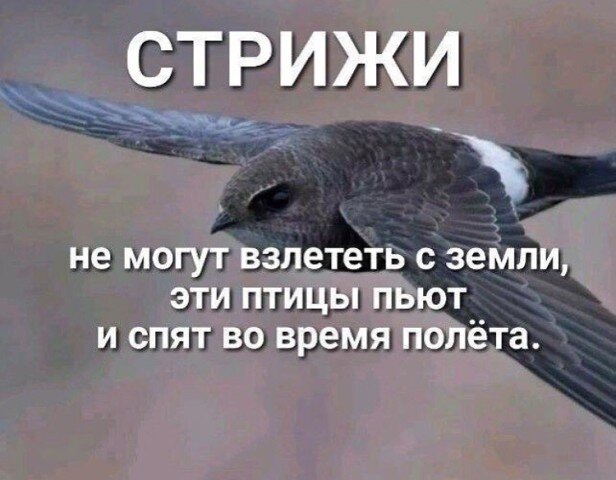 Стрижи не могут ни ходить, ни плавать: их ноги не приспособлены ни к какому виду передвижения. В лучшем случае, оказавшись вдруг на земле, стриж сможет проползти несколько метров. Даже взлететь с земли он не способен, так как крылья слишком длинные, а ноги — слишком короткие. Единственное исключение — чёрные стрижи, они могут подпрыгнуть, чтобы взлететь 
