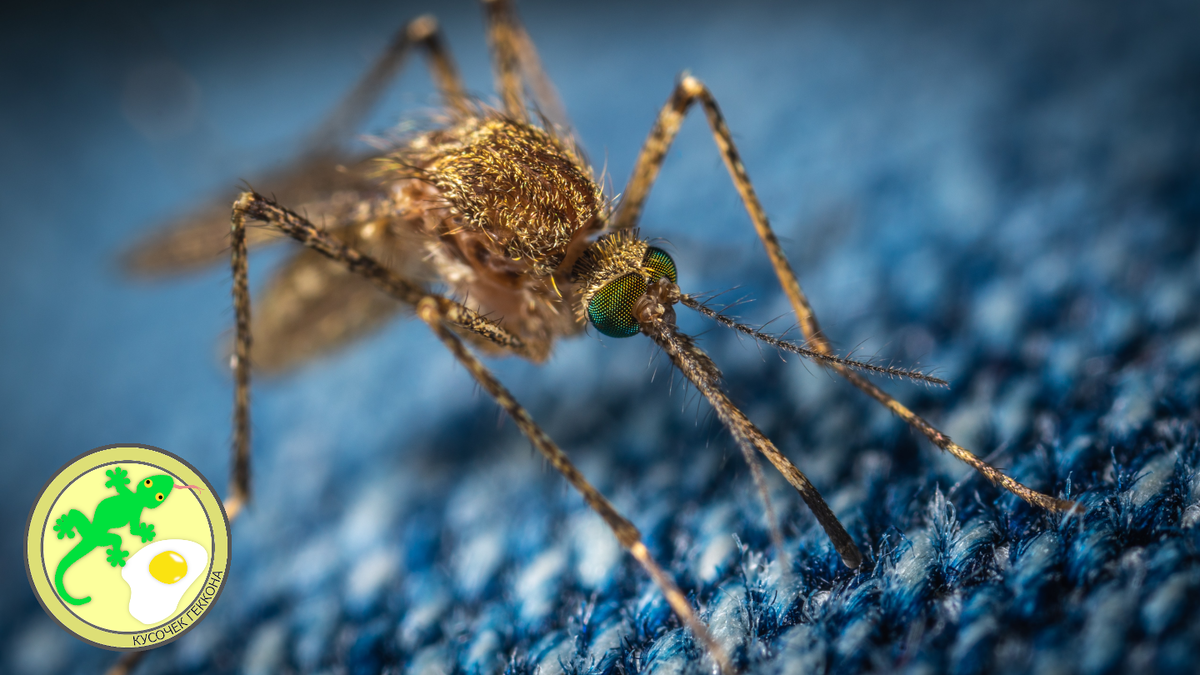 Комар пробует на вкус шерстяную ткань (Фото Егор Камелев на Unsplash)