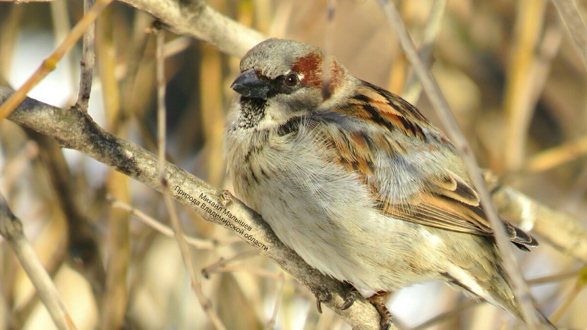 На фото: самец домового воробья