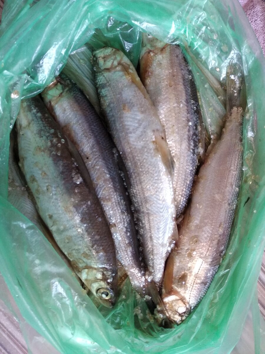 Свежемороженая ряпушка (Фото автора)