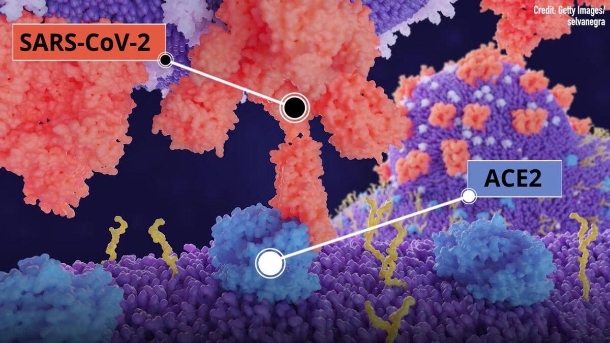 Процесс заражения COVID-19 